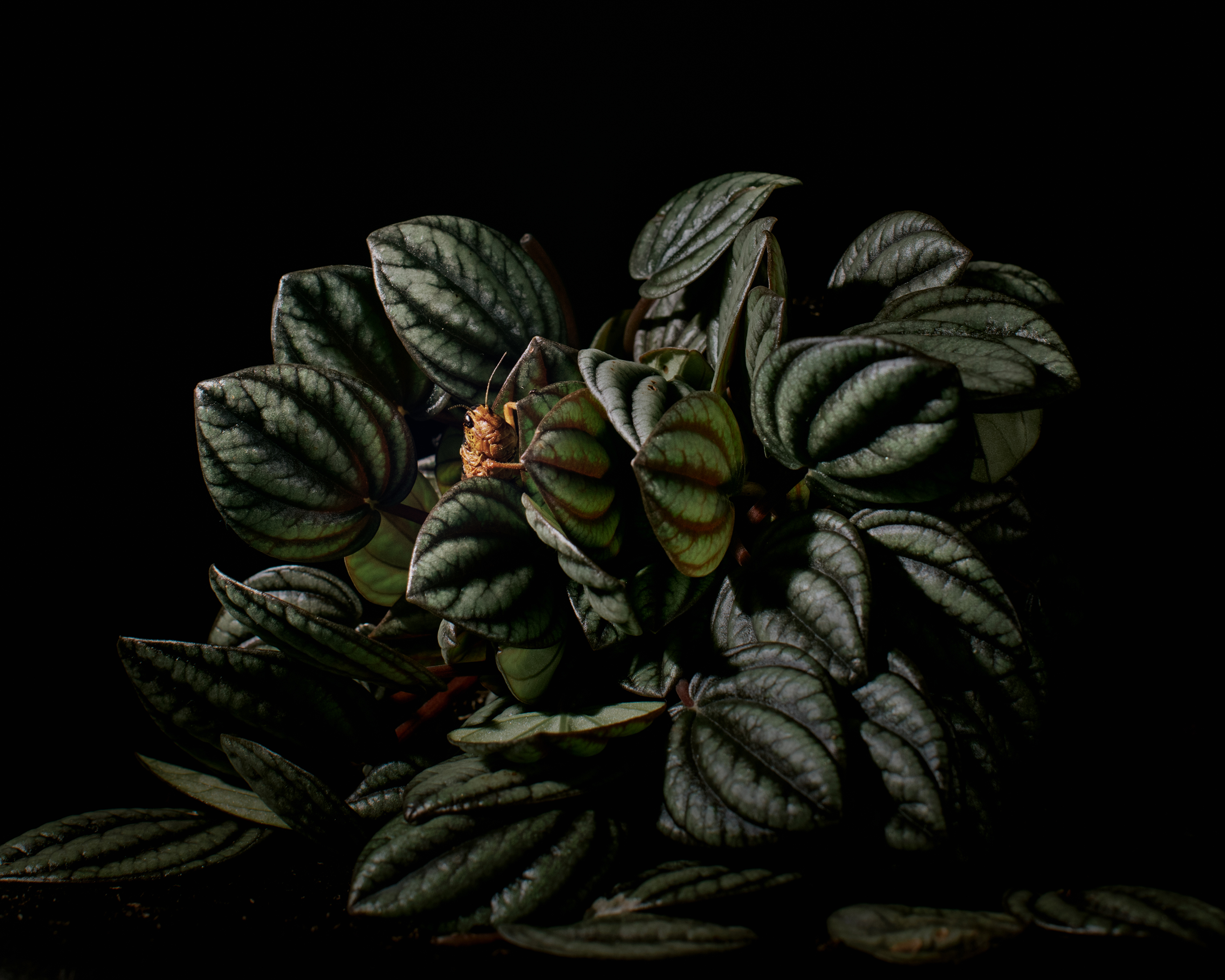 Kasvi kuvattuna studiossa mustaa taustaa vasten. Kasvin lehdellä on kulkusirkka.