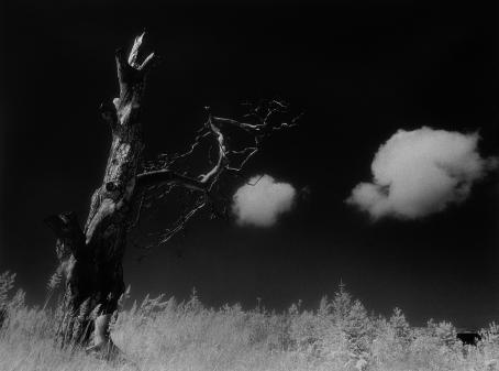 Mustavalkoinen, tumma maisema, jossa on vanha lehdetön puu ja taivaalla kaksi valkoista pilveä. 