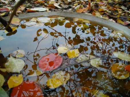 Iso astia täynnä vettä. Veden pinnalla kelluu värikkäitä lehtiä, ja vedestä heijastuu puun oksia. 