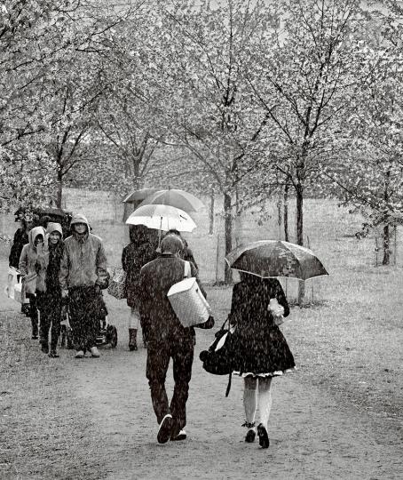 Mustavalkoisessa kuvassa kävelee ihmisiä vesisateessa kirsikkapuiden keskellä. Osalla on sateenvarjo.
