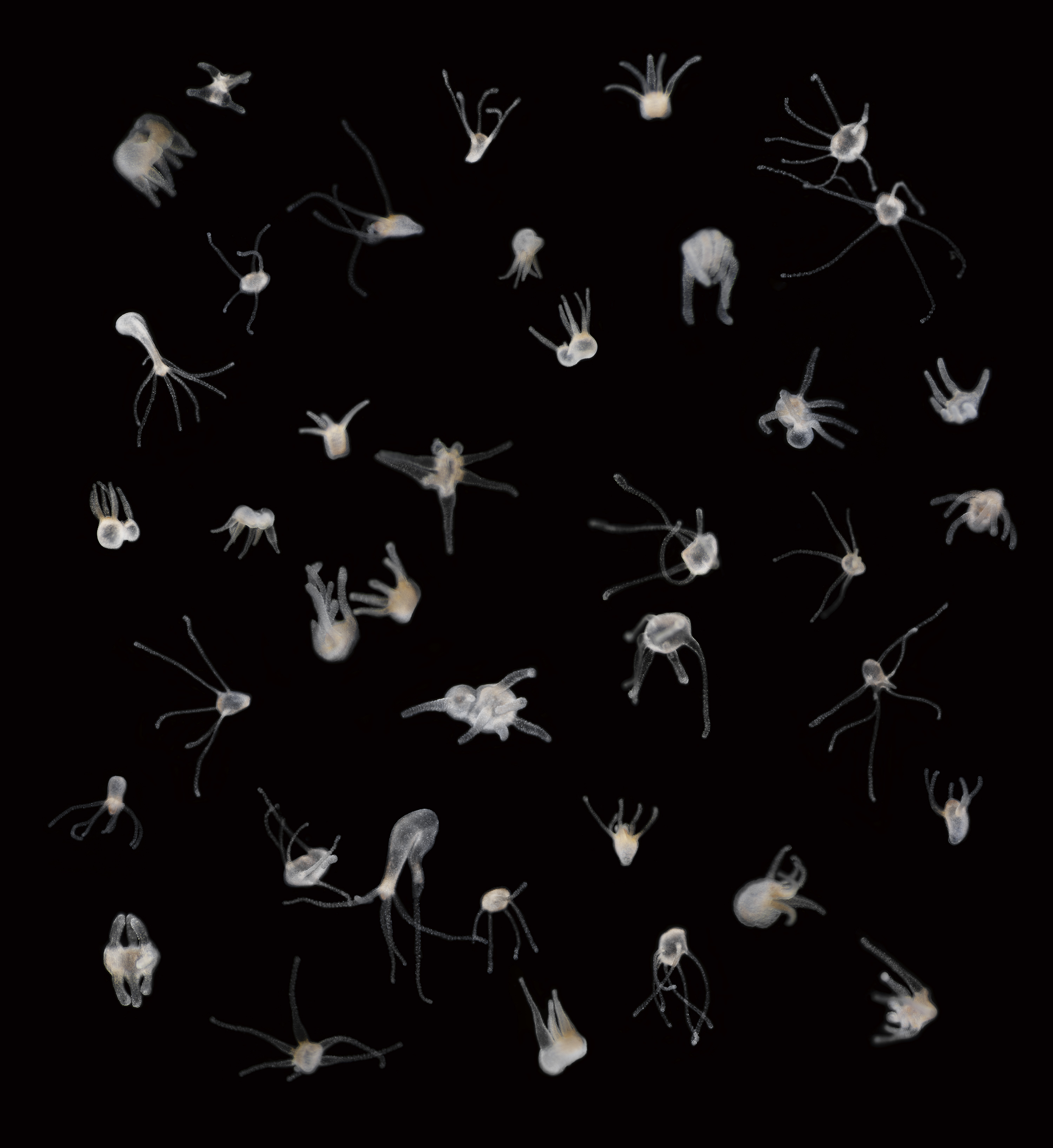 Pieniä monijalkaisia läpikuultavia eliöitä mustaa taustaa vasten.
