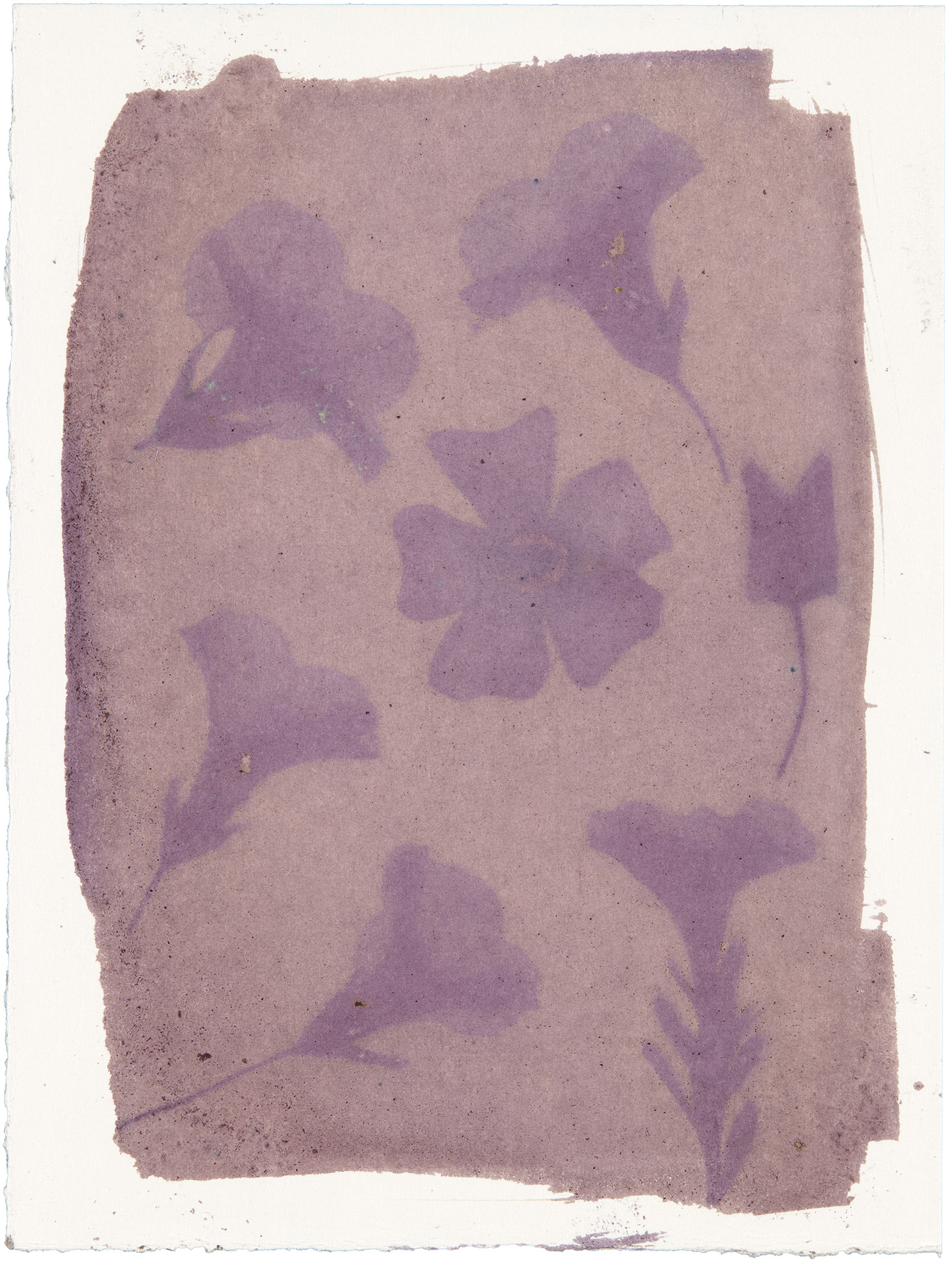 Punaisen ja violetin sävyinen herkkä anthotypia, joka esittää irtonaisia kukkasia, jotka on levitetty tasolle.