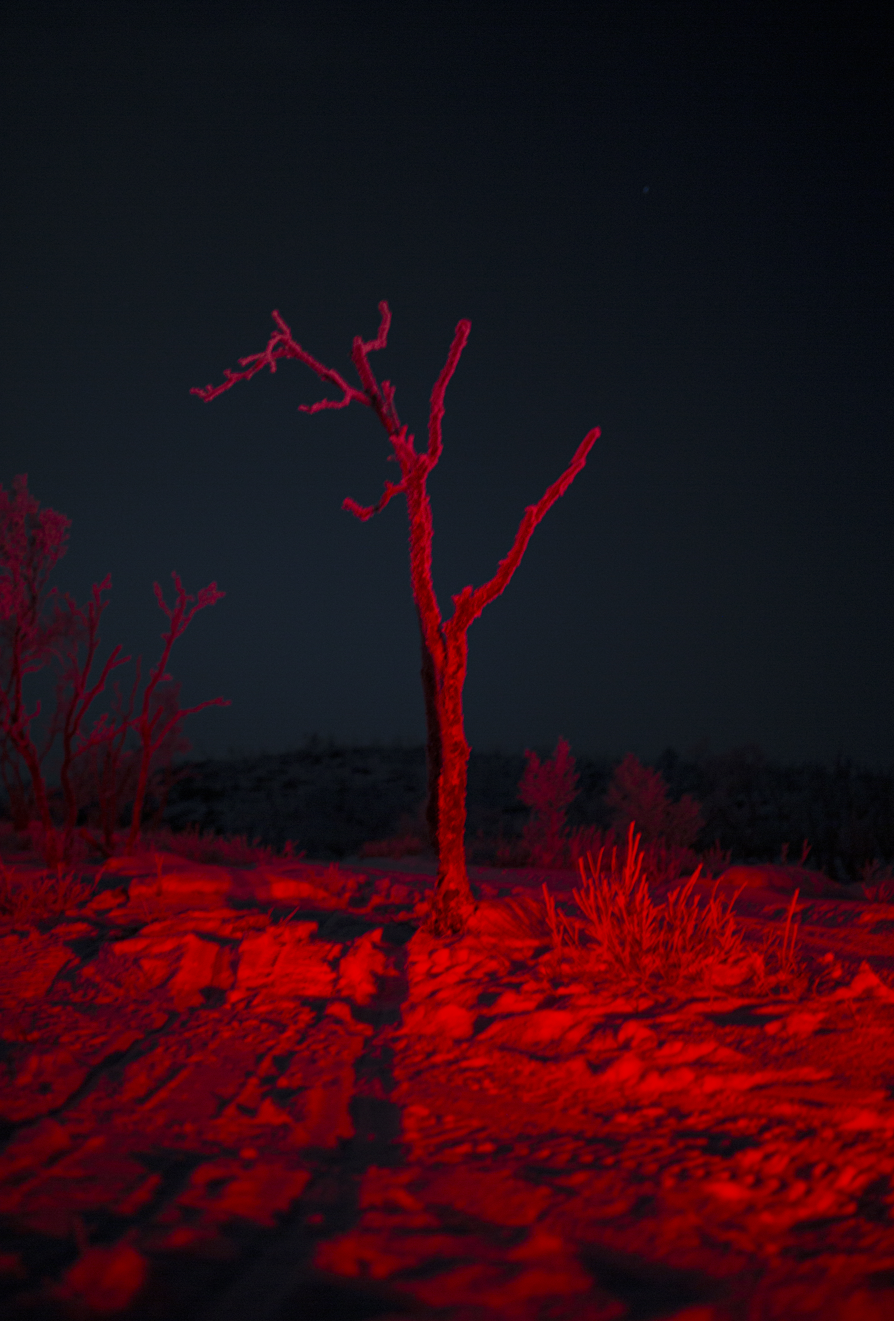 punainen puu mustalla taustalla