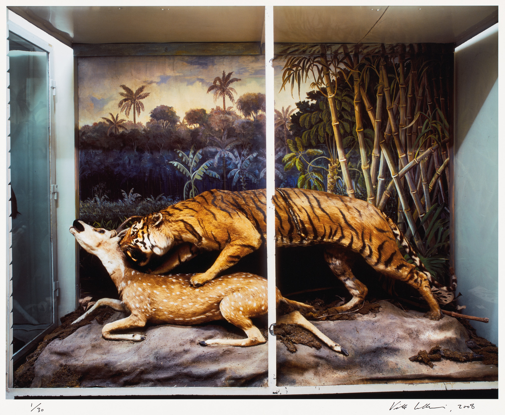 Dioraama, jossa tiikeri hyökkää sarvipäisen nisäkkään kimppuun.