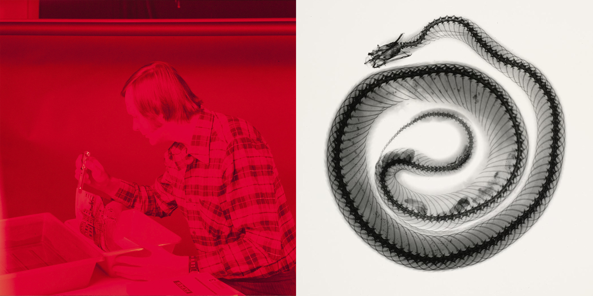 Two images: a man working in the darkroom and a x-ray image of a snake.