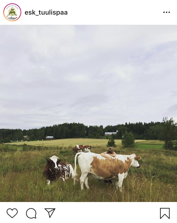 Lehmiä heinikkoisella pellolla. Osa makaa ja osa seisoo. Yhtä lehmää vasten nojaa ihminen, hänestä näkyy vain päälaki ja kädet lehmän selkää vasten. 