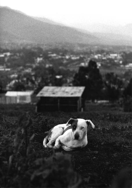 Mustavalkoisessa kuvassa koira makaa nurmikolla. Kauempana koiran takana näkyy taloja ja vuoristoa.