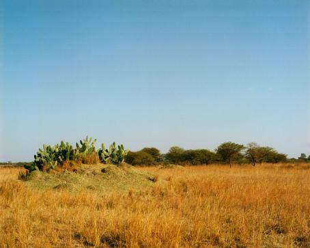 Maisema, jossa heinikkoa, kaktuksia, taustalla puita ja sininen taivas. 
