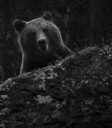 Mustavalkoisessa, tummasävyisessä kuvassa karhun pää kurkistaa mättään takaa. Se katsoo suoraan kameraan ja sillä on suu vähän auki.