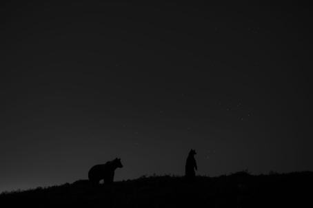 Todella tummassa kuvassa kaukana näkyy tähtitaivasta vasten kahden karhun siluetit. Toinen on neljällä jalalla mutta toinen on noussut takajaloilleen.