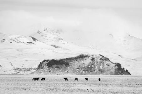Lumisella tasangolla on pieni lauma hevosia. Niiden takana näkyy lumisia vuoria. 