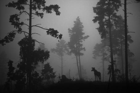 Mustavalkoisessa, tummassa kuvassa on sumuisessa maisemassa korkeita mäntyjä ja niiden keskellä seisoo hirvi, joka näkyy tummana siluettina.