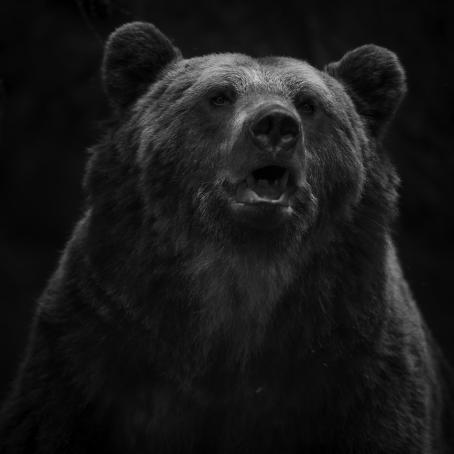 Mustavalkoisessa, tummasävyisessä kuvassa on karhun yläruumis. Sen suu on vähän auki. 