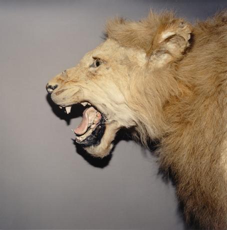 Sivusta otettu kuva täytetystä leijonan päästä. Leijonalla on suu auki. 