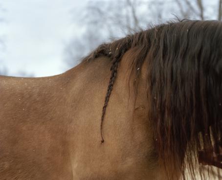 Ruskean hevosen ylävartalo, pää on rajautunut pois. Harjassa on kapea letti. 