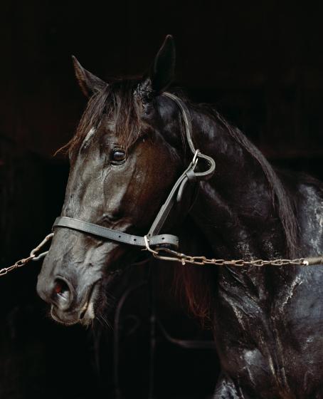 Tummassa, dramaattisessa kuvassa tumman hevosen pää ja kaula. Hevonen on kiinni. 