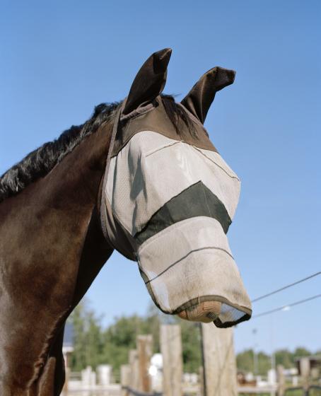 Hevosen pää kuvattuna hieman alhaalta päin sinistä taivasta vasten. Hevosen turpa ja silmät on peitetty harmaalla kankaalla. 