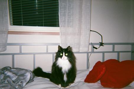 Sängyllä istuu mustavalkoinen kissa, jonka silmät kiiluvat vihreinä. Sängyllä on punainen sydämenmuotoinen tyyny. Takana on ikkuna, jossa on valkoiset verhot. 