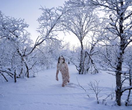 Nainen seisoo lumisten puiden keskellä lähes polviin ulottuvassa lumihangessa. Näyttää kuin nainen olisi peittynyt kauttaaltaan lumihiutaleisiin. 