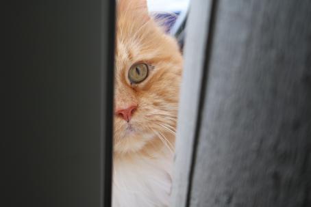 Oranssinvärinen kissa kurkistaa ilmeisesti ovenraosta. Kissasta näkyy vain puolet sen kasvoista. 