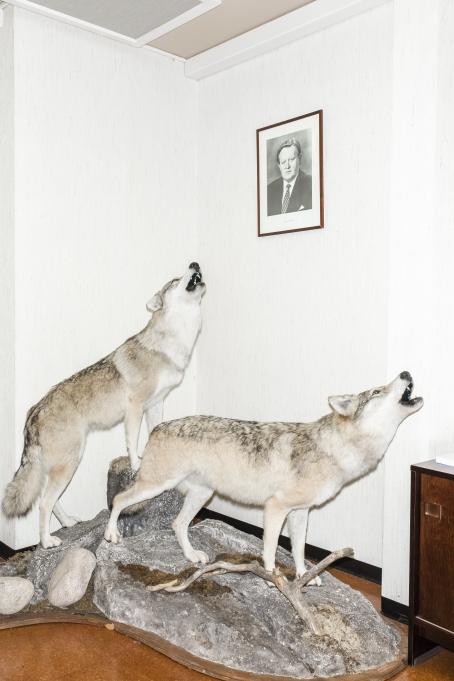 Kaksi täytettyä sutta seisoo ulvomassa kivien päällä huoneen nurkassa. Valkoisella seinällä on mustavalkoinen kehystetty muotokuva Martti Ahtisaaresta.
