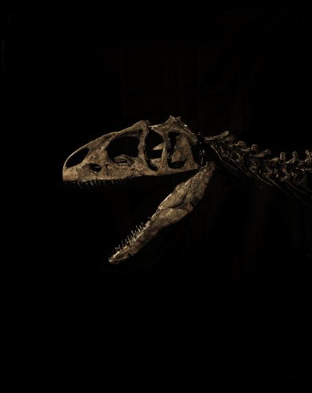 Yann Mingard: A juvenile Allosaurus, Evolution auction, Billingshurst, UK, 25th November 2015.