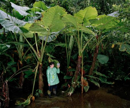Vihreässä sademetsässä seisoo ihminen vihreässä sadetakissa katsoen kädessään pitelemäänsä muovipurkkia. Toisessa kädessään hänellä on pieni haavi. Hänen ympärillään kasvaa häntä korkeampia kasveja, joissa on suuret vihreät lehdet. 