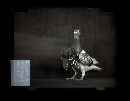 Rorhof: The Pigeon Photographer, 2018 / Kuva: Courtesy of Rorhof / Stadtarchiv Kronberg & Stiftung Deutsches Technikmuseum Berlin.