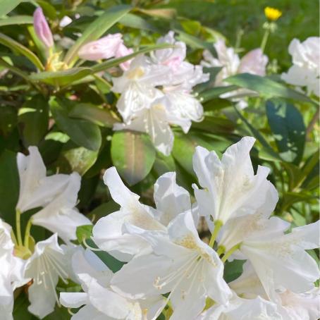 Alppiruusun valkoisia kukkia.