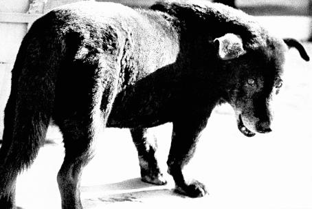 Daido Moriyama: Stray Dog, Misawa, 1971. From A Hunter. © Daido Moriyama, Daido Moriyama Photo Foundation.