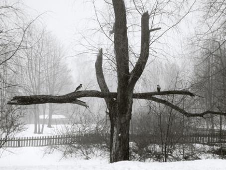 Mustavalkoisessa kuvassa on puu, jonka keskellä on iso oksa poikittain. Oksan päällä istuu kaksi lintua. 