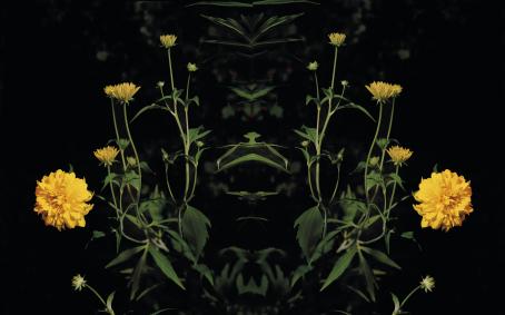Kasvi jossa on keltaisia kukkia. Kuva on mustaa taustaa vasten peilattu toiselle puolelle.