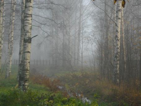 Sumuinen näkymä metsiköstä. Keskellä menee puro, jonka reunoilla on koivuja. Taaempana puron yli menee silta.