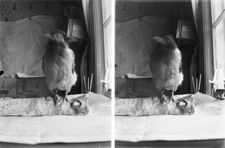 Vierekkäin kaksi mustavalkoista kuvaa, joissa molemmissa varis istuu pöydällä olevan koivuhalon päällä. Varis on epätarkka, mutta taustalla näkyvä huone on tarkka.