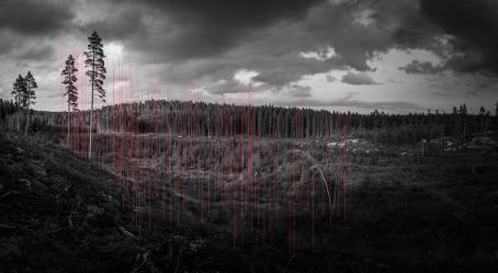 Mustavalkoinen laaja maisemakuva metsäaukiosta, jossa kasvaa lyhyitä puuntaimia. Kuvassa on ohuita punaisia viivoja jotka ovat suunnilleen puun korkuisia. 