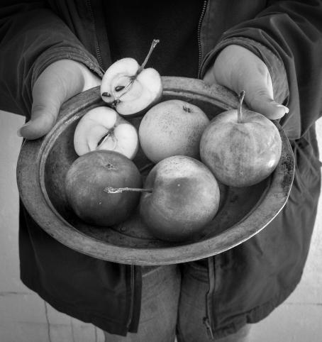 Mustavalkoisessa kuvassa henkilö pitää käsissään kulhoa, missä on omenoita, neljä kokonaista ja yksi kahtia halkaistu.