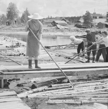 Tukkeja uitossa vedessä. Nainen seisoo kapealla laiturilla ja tökkii tukkeja pitkällä kepillä, takana on muita ihmisiä jotka tekevät samaa.