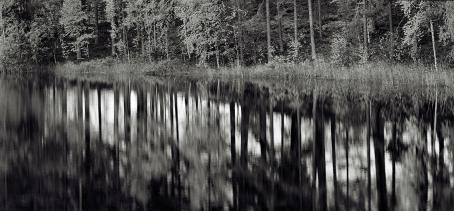 Mustavalkoisessa kuvassa metsän heijastus veteen. Rannan metsä on tarkka, mutta heijastus on hieman sumea.