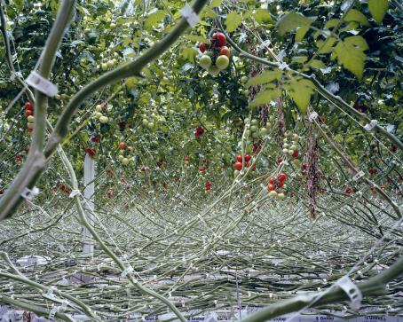 Paljon ristiinrastiin meneviä vihreitä oksia, joiden yläpäässä kasvaa tomaatteja. Osa on vielä vihreitä tai oransseja, osa jo punaisia. 