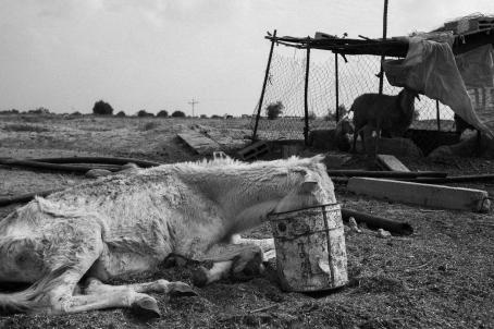 Mustavalkoisessa kuvassa laiha, nälkiintyneen näköinen hevonen makaa maassa pää työnnettynä ämpäriin. Sen takana ränsistyneen näköisessä häkissä on lampaita.