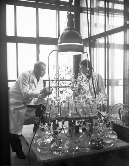 Professori Artturi Ilmari Virtanen laboratoriossaan tutkimustyönsä parissa. Virtaselle myönnettiin 1945 Nobelin kemianpalkinto, jonka perusteluissa mainitaan erikseen AIV-rehututkimus. 1945