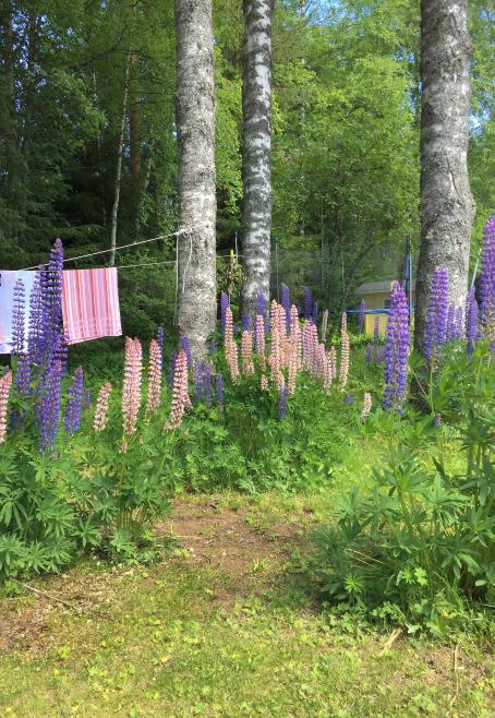 Vihreä metsikkö, jossa kasvaa koivuja ja lupiineja. Vasemmalla on pyykkinarulla kuivumassa pyyhkeitä. 