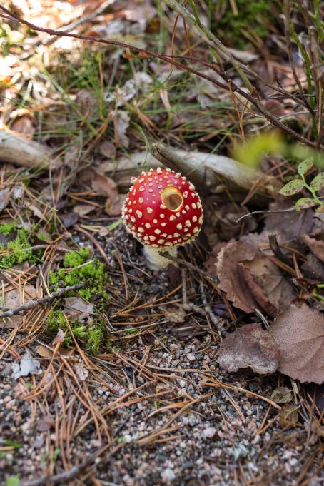 Sienimetsällä on tärkeää tunnistaa myös myrkylliset sienet. Kuva: Virve Laustela, Suomen valokuvataiteen museo