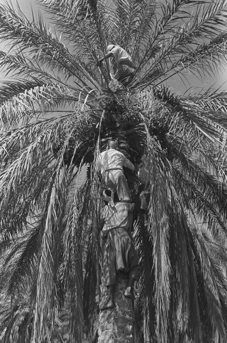 Mustavalkoisessa kuvassa alhaalta kuvattu palmu, johon on kiipeämässä kolme ihmistä. Yksi seisoo ylhäällä, kaksi on vielä kiipeämässä runkoa pitkin.