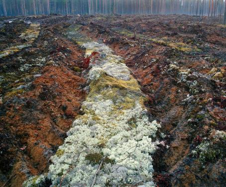 Hakkuuaukea. Kuvaa halkoo keskellä jäkälien ja sammalten peittämä ura. 