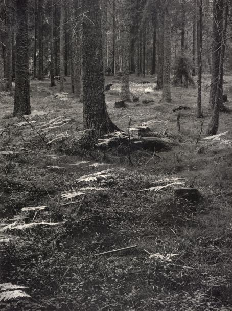 Mustavalkoinen kuva metsästä. Maassa kasvaa saniaisia, jotka näkyvät vaaleina kohtina puidenrunkojen seassa. 