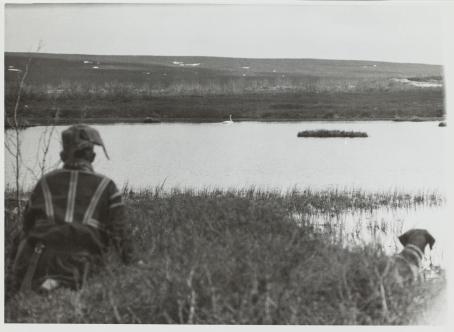 Yrjö Kokko: kirjasta Laulujoutsen, 1950. Mies ja ajokoira tarkkailevat joutsenta. Hopeagelatiinivedos. Suomen valokuvataiteen museo Mustavalkoisessa kuvassa mies ja koira seisovat rantakaislikossa selin kameraan. Kauempana vedessä ui laulujoutsen.