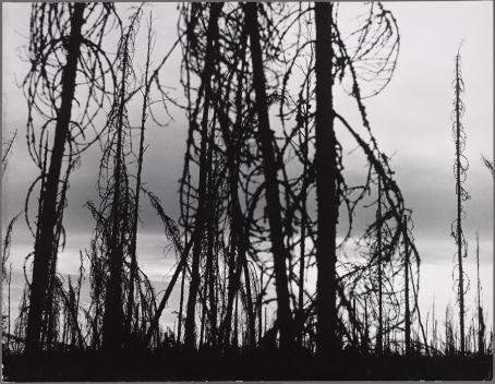 Ismo Hölttö: Pohjois-Karjala, 1967, kirjasta Suomea tämäkin. Hopeagelatiinivedos. Suomen valokuvataiteen museo Mustavalkoisessa kuvassa kuivia kuusenrunkoja taivasta vasten.