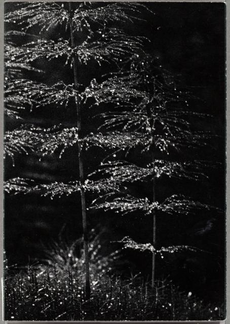 Mustavalkoisessa kuvassa kasveja, joiden ohuilla, kapeilla lehdillä on kastetta. Valo valaisee lehdet ja kasteen mutta tausta jää varjoon. 