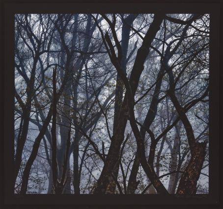 Ritva Kovalainen: Shikoku, Japani, 2009. Mustesuihkutuloste. Hannula & Hinkka -kokoelma, Suomen valokuvataiteen museo Puiden oksia taivasta vasten. Kuvassa ei näy maata eikä puiden latvoja. Edempänä olevat puut näyttävät tummemmilta kuin taaempana olevat.
